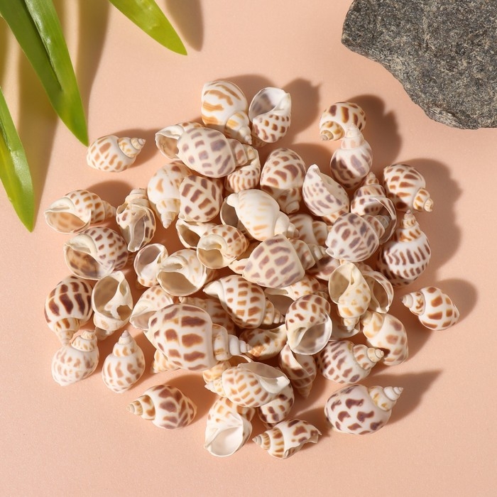 Ракушки природные декоративные "Бабилония" набор 100 гр