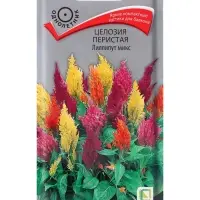Семена цветов Целозия перистая Лиллипут микс, 0,1гр