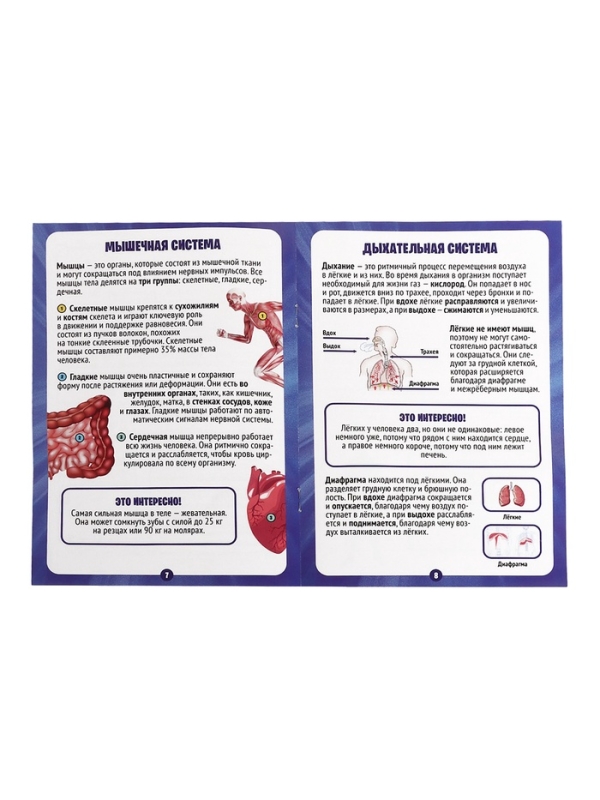 ЭВРИКИ Набор для опытов "Строение тела", светящееся с мягкими органами