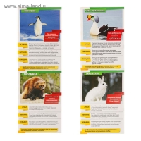 Мини-энциклопедии &laquo;Мир животных&raquo;, 8 шт. по 20 стр.