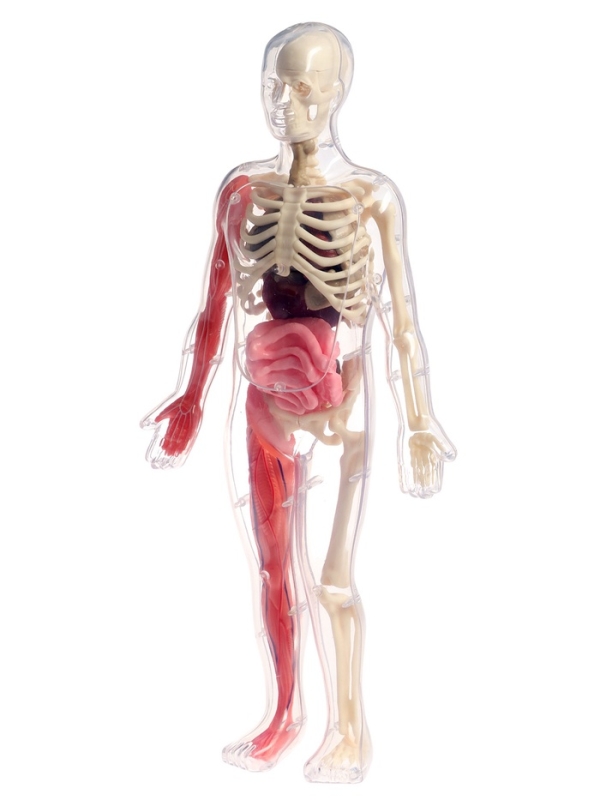 ЭВРИКИ Набор для опытов "Строение тела", светящееся с мягкими органами