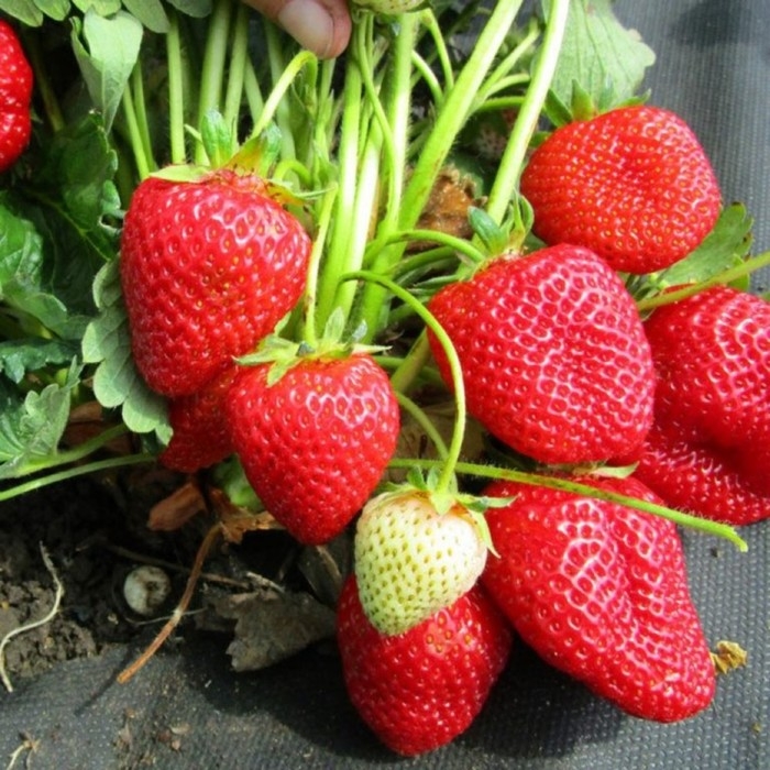 Рассада  Земляники круноплодной (клубники) ФРИГО Мунира (Munira) A (9-15 мм), P9 Горшок