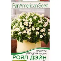 Семена цветов Экзакум (Персидская фиалка) Роял дэйн вайт  (драже)  PanAmerican, Ц/П,4 шт.