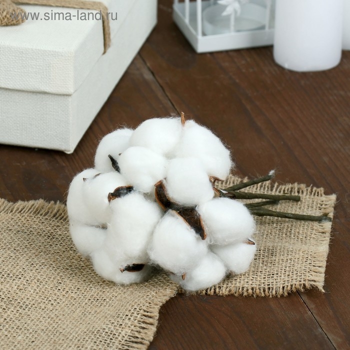 Декор сухоцвет &laquo;Хлопок&raquo;, h=8 см, d=5 см