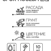 Семена цветов Катарантус Пацифика  "Маджента Хало" 10 шт