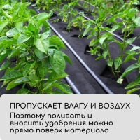 Материал мульчирующий, с перфорацией, 10 &times; 0,8 м, плотность 80 г/м&sup2;, спанбонд с УФ-стабилизатором, чёрный, Greengo, Эконом 30%