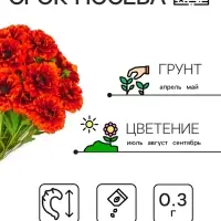 Семена цветов Календула махровая "Ред виз блэк центр", 0,3 г