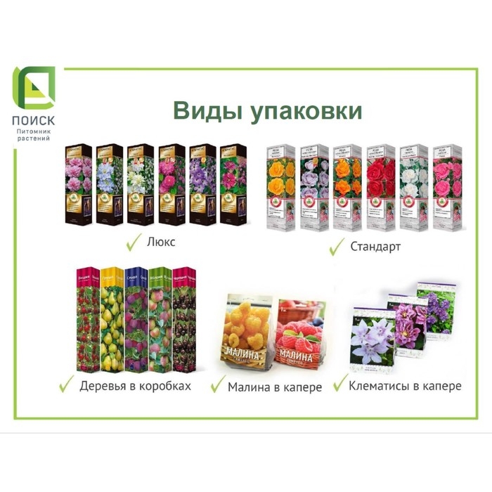 Сосна горная &laquo;Пумилио&raquo;, саженец, хвойный, Р9, 1 шт., h=3-20 см