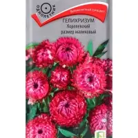 Семена цветов Гелихризум Королевский размер малиновый, 0,1гр