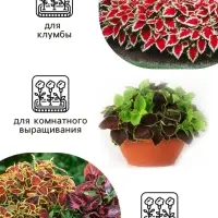 Семена цветов Колеус "Радуга" Фестиваль танца F1, О, 10 шт