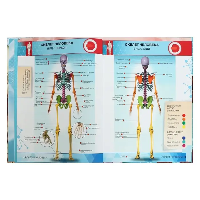 Энциклопедия 4D в дополненной реальности &laquo;Анатомия&raquo;