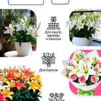 Лилия Азиатская Кашпо Cascavel, луковица в пакете с перфорацией, р-р 12/14, 2 шт.