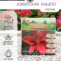 Лилия Азиатская Кашпо Cascavel, луковица в пакете с перфорацией, р-р 12/14, 2 шт.