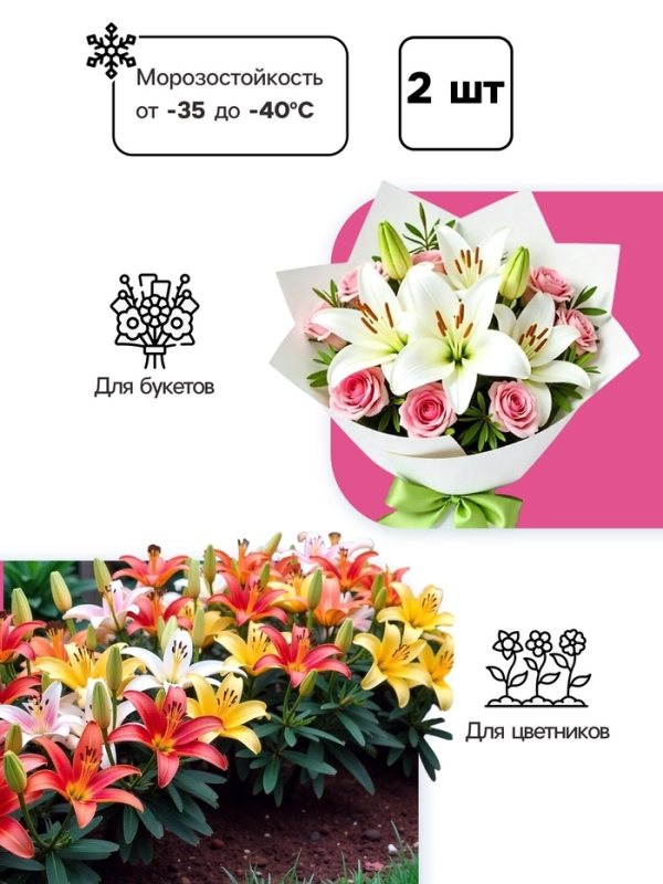 Лилия Махровая Scoubidou, луковица в пакете с перфорацией, р-р 12/14, 2 шт.