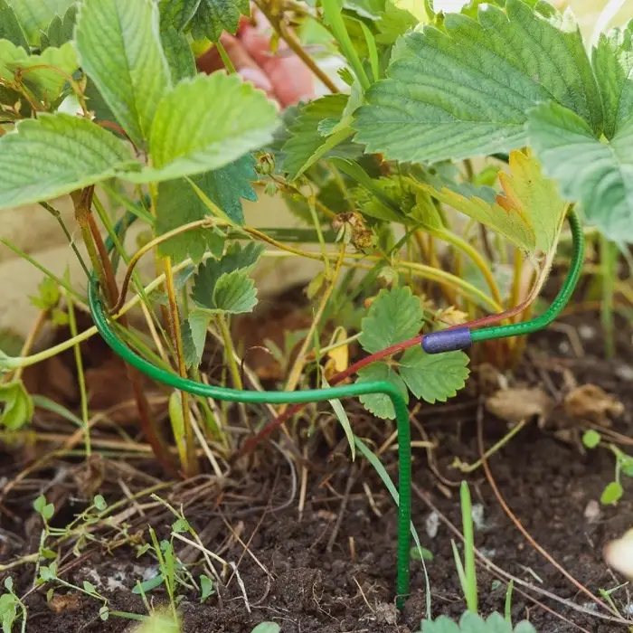 Кустодержатель для клубники, d=15 см, h=25 см, ножка d=0.3 см, металл, зелёный, Greengo