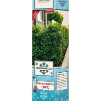 Кизильник блестящий, саженец, декоративный, 1 шт., туба