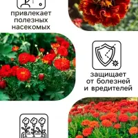 Семена цветов Календула махровая "Ред виз блэк центр", 0,3 г