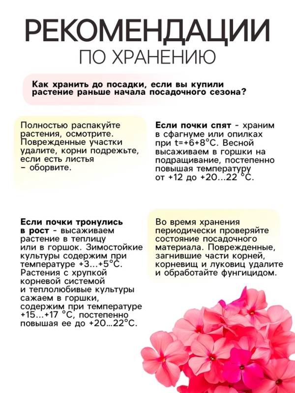 Флокс &laquo;Александра&raquo; корневище в пакете с торфогрунтом, р-р I, 2 шт.