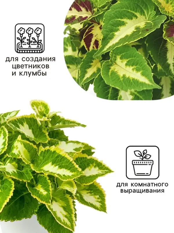 Семена цветов Колеус Визард Жаде, 10шт