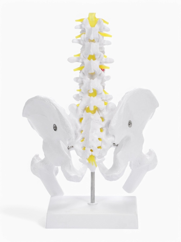 Макет "Грудная клетка, тазовые кости" 65*33*25см