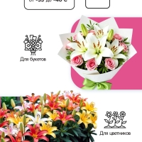 Лилия Махровая Scoubidou, луковица в пакете с перфорацией, р-р 12/14, 2 шт.