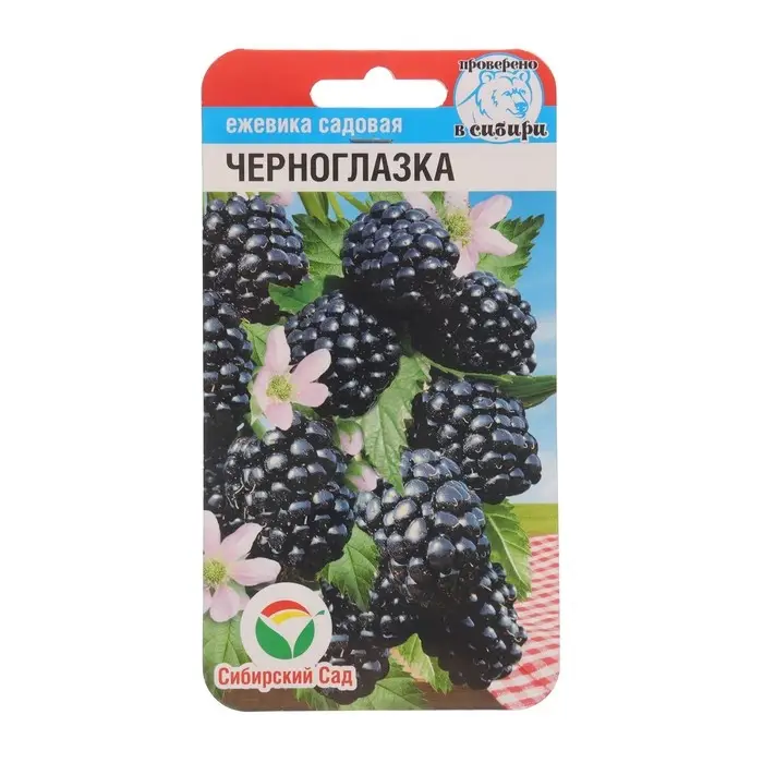 Ежевика "Черноглазка", 10 шт