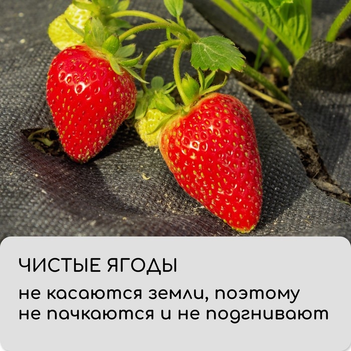 Материал мульчирующий, с перфорацией (4 ряда), 20 &times; 1,6 м, плотность 80 г/м&sup2;, спанбонд с УФ-стабилизатором, чёрный, Greengo, Эконом 30%