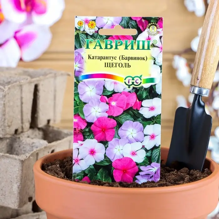 Семена комнатных цветов Барвинок "Щеголь", ц/п,  0,05 г