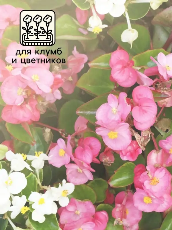 Бегония Бада бум F1, смесь сортов 5 шт  (2027; 71.96.02 /1)