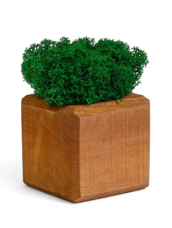 Кашпо композиция со мхом "Бриовуд", мох стабилизированный: Forest green (Зелёный лес)