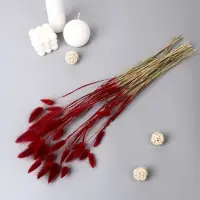 Сухоцветы &laquo;Лагурус&raquo;, h=65 см, (фасовка 30 шт., цена за 1 шт.), красные