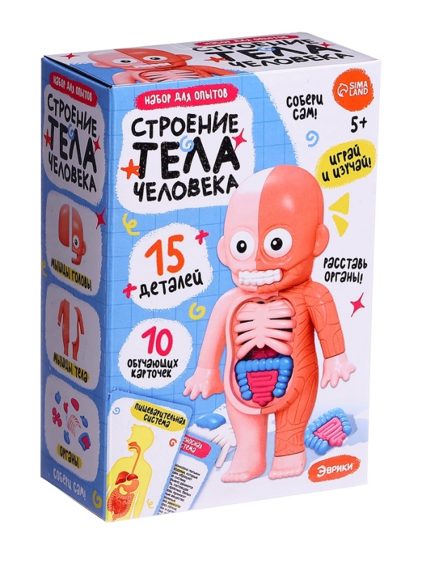 ЭВРИКИ Набор для опытов "Строение тела человека", 15 деталей