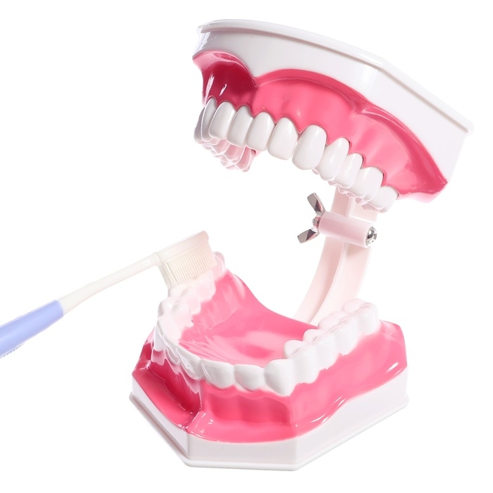 Игровой набор &laquo;Макет челюсти человека&raquo;, 12 &times; 9 см, с щёткой, щётка цвета МИКС