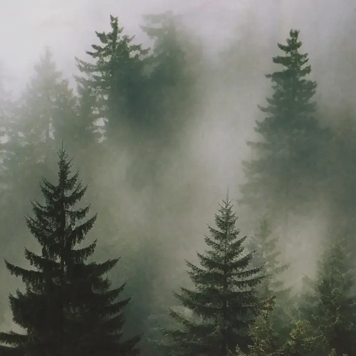 Пакет подарочный крафтовый &laquo;Туманный лес&raquo; 18&times;8&times;25 см, 120 г/м&sup2;