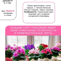 Глоксиния &laquo;Принц Альберт&raquo;, многолетник, комнатный, луковица в пакете с перфорацией, р-р 5/6, 2 шт.