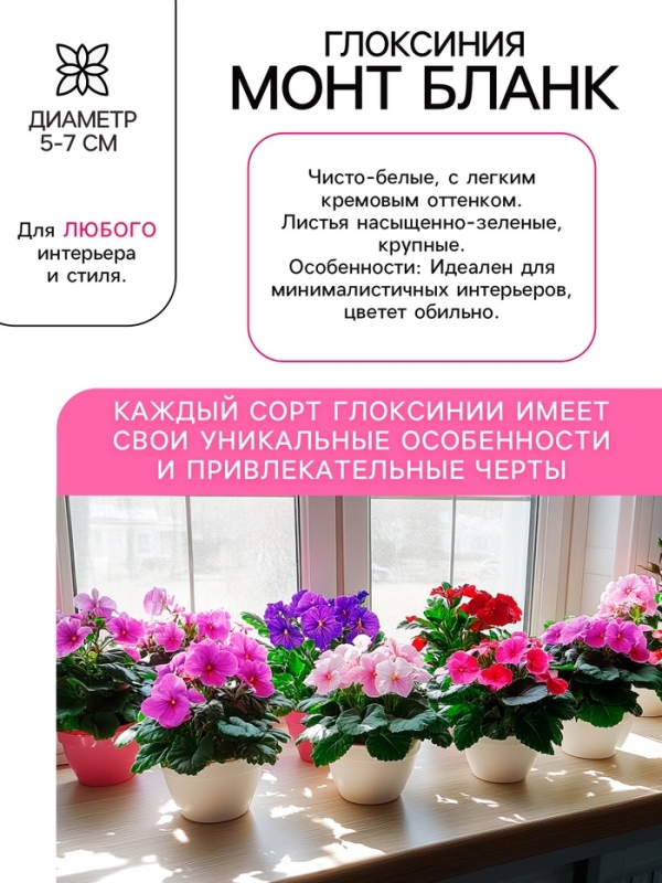 Глоксиния &laquo;Монт Бланк&raquo;, многолетник, комнатный, луковица в пакете с перфорацией, р-р 5/6, 2 шт.