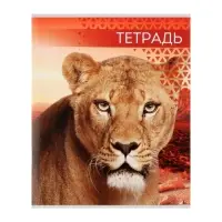 Тетрадь 48 листов в клетку, Calligrata &laquo;Дикие кошки&raquo;, обложка мелованная бумага, МИКС