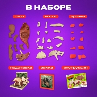 Набор для опытов &laquo;Диномир: Трицератопс&raquo;, строение тела динозавра, 33 детали