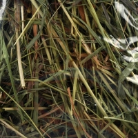 Сено луговое &laquo;Пижон&raquo; для грызунов, 20 л, 500 г