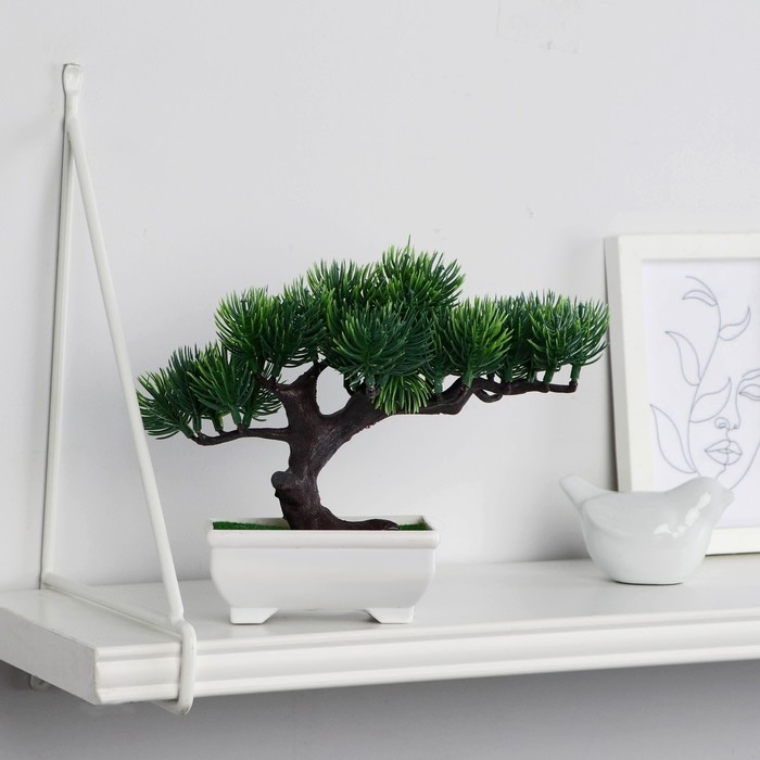 Бонсай в горшке "Сосна галант" 12х16 см МИКС