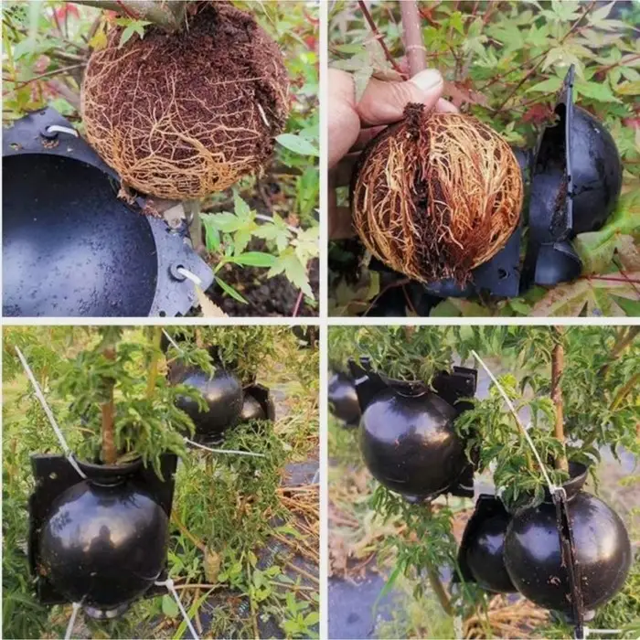 Шар для укоренения растений, d = 5,5 см, под ветку 0,5 см, чёрный, Greengo