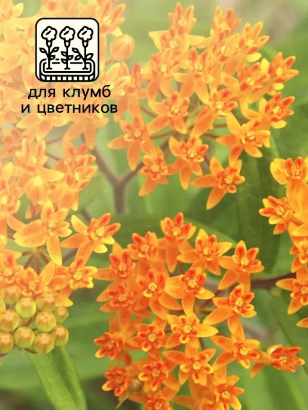 Семена Ваточник "Золотинка", ц/п,  0,03 г