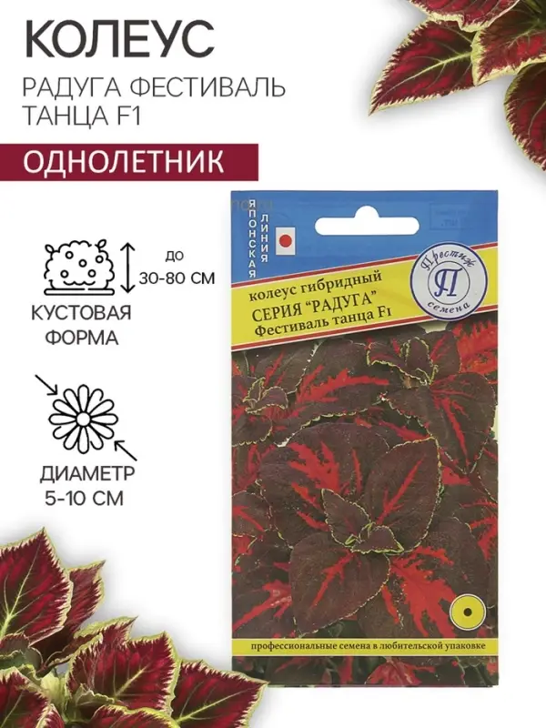 Семена цветов Колеус "Радуга" Фестиваль танца F1, О, 10 шт