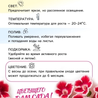 Глоксиния &laquo;Принц Альберт&raquo;, многолетник, комнатный, луковица в пакете с перфорацией, р-р 5/6, 2 шт.