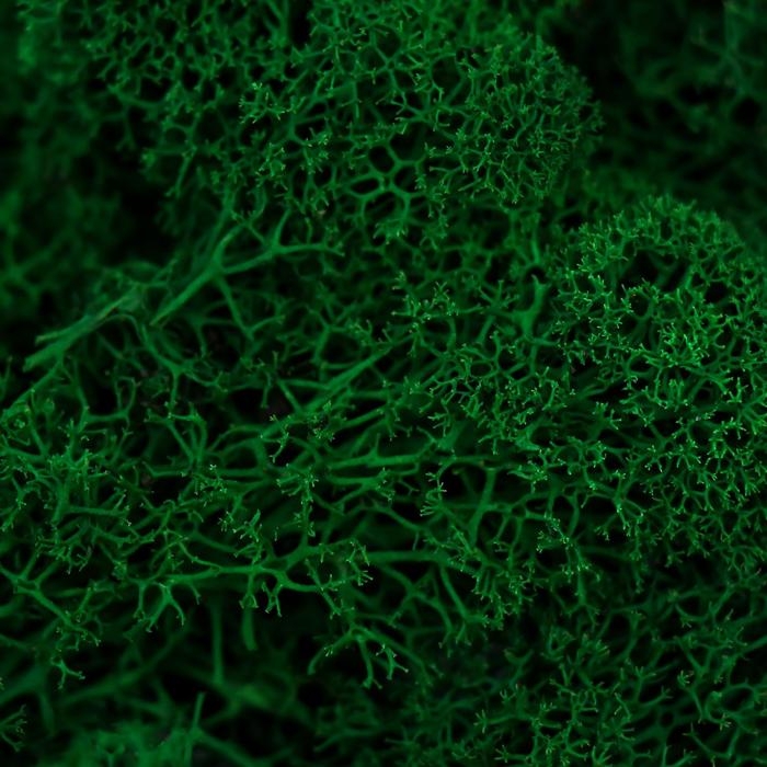 Мох стабилизированный "Ель" 45 гр (+-5 гр)