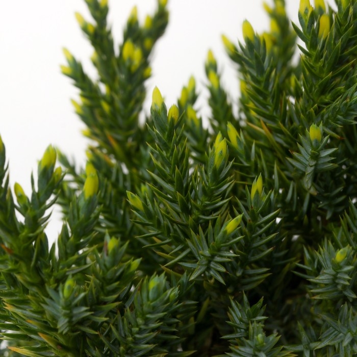 Можжевельник чешуйчатый "Холгер", Р9, 1шт, h 3-20 см, Осень 2024