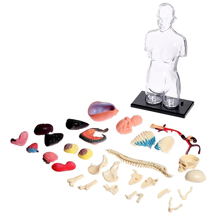 Набор для опытов &laquo;Строение тела&raquo;, беременная женщина