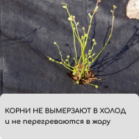 Материал мульчирующий, 10 &times; 3,2 м, плотность 60 г/м&sup2;, спанбонд с УФ-стабилизатором, чёрный, Greengo, Эконом 30%