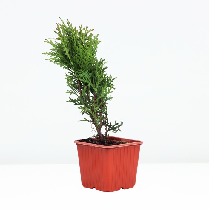 Туя западная "Даника", Р9, 1шт, h 3-20 см, Весна 2025