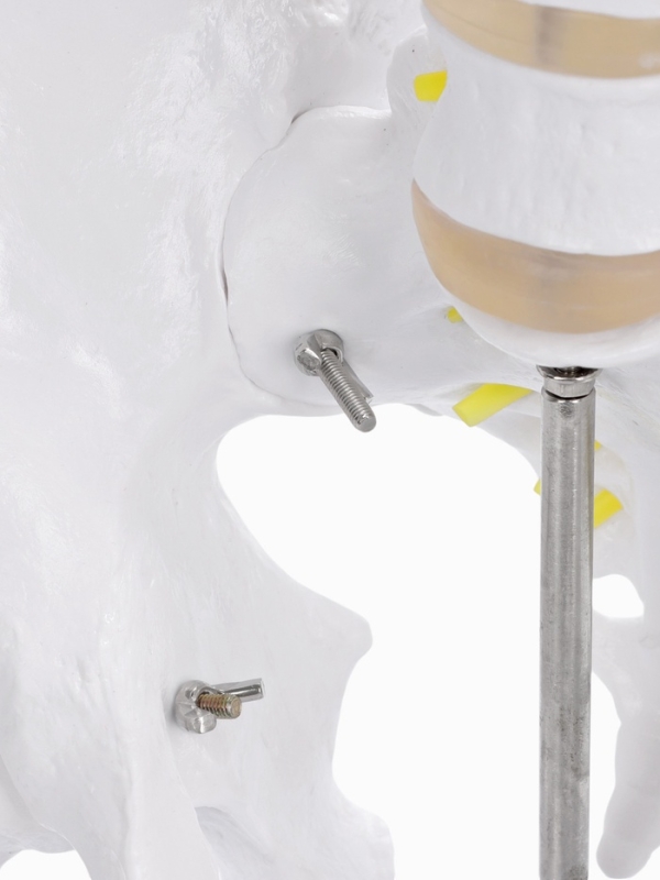 Макет "Грудная клетка, тазовые кости" 65*33*25см